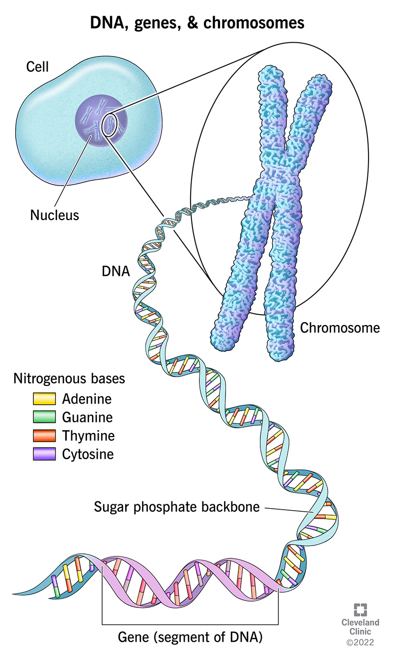 Dna And Chromosomes Analogy Worksheet