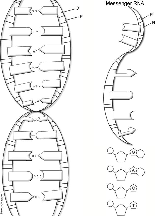 Dna Coloring Key By Biologycorner Tpt