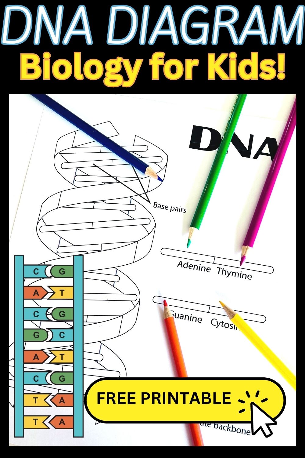 Dna Coloring Worksheet Dna Coloring Worksheet Answers Template Library It Is Often Called