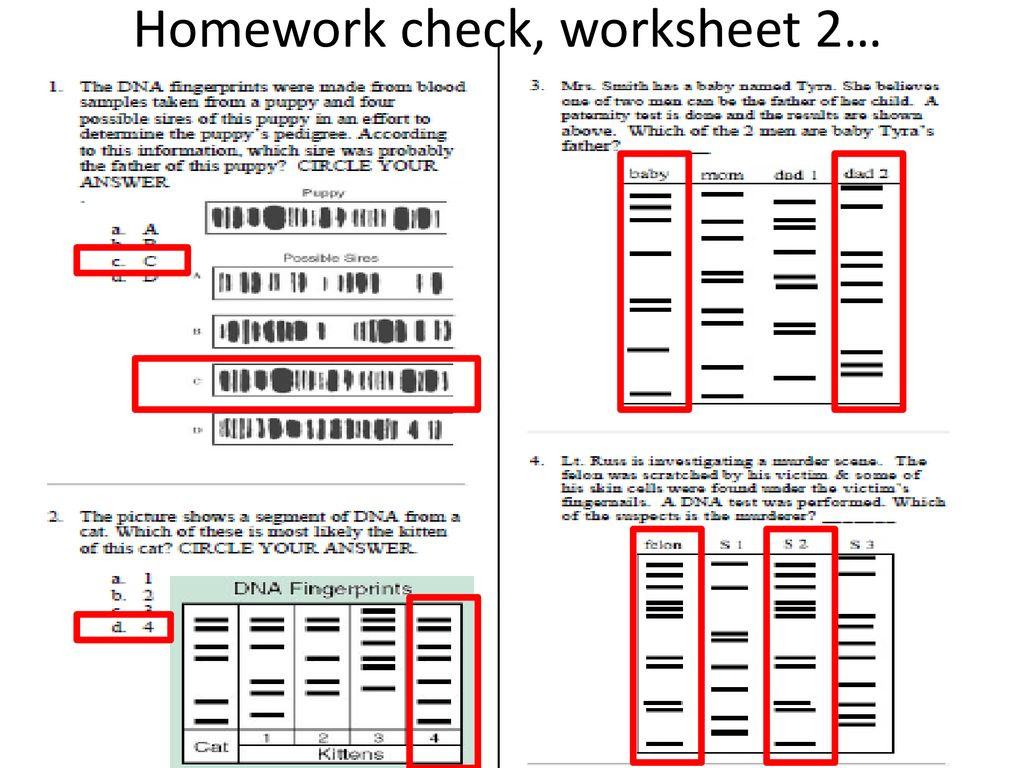 5 Essential Answers to Dna Fingerprinting Worksheet