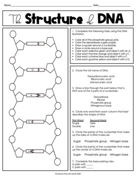 Dna Practice Worksheet Worksheets For All Free Worksheets Samples