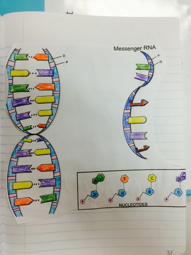 5 Essential Tips for Dna Replication Coloring Answers