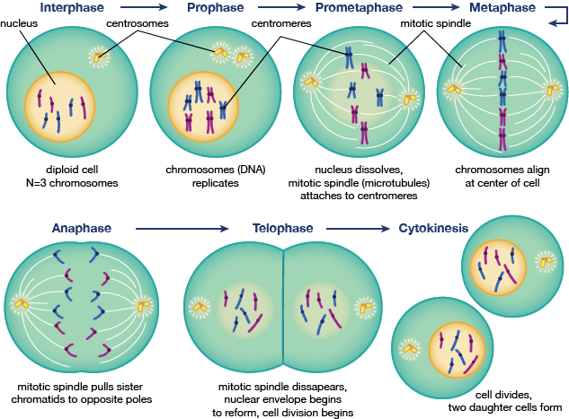 Dna Replication Mitosis And Cell Cycle Health Professional Education