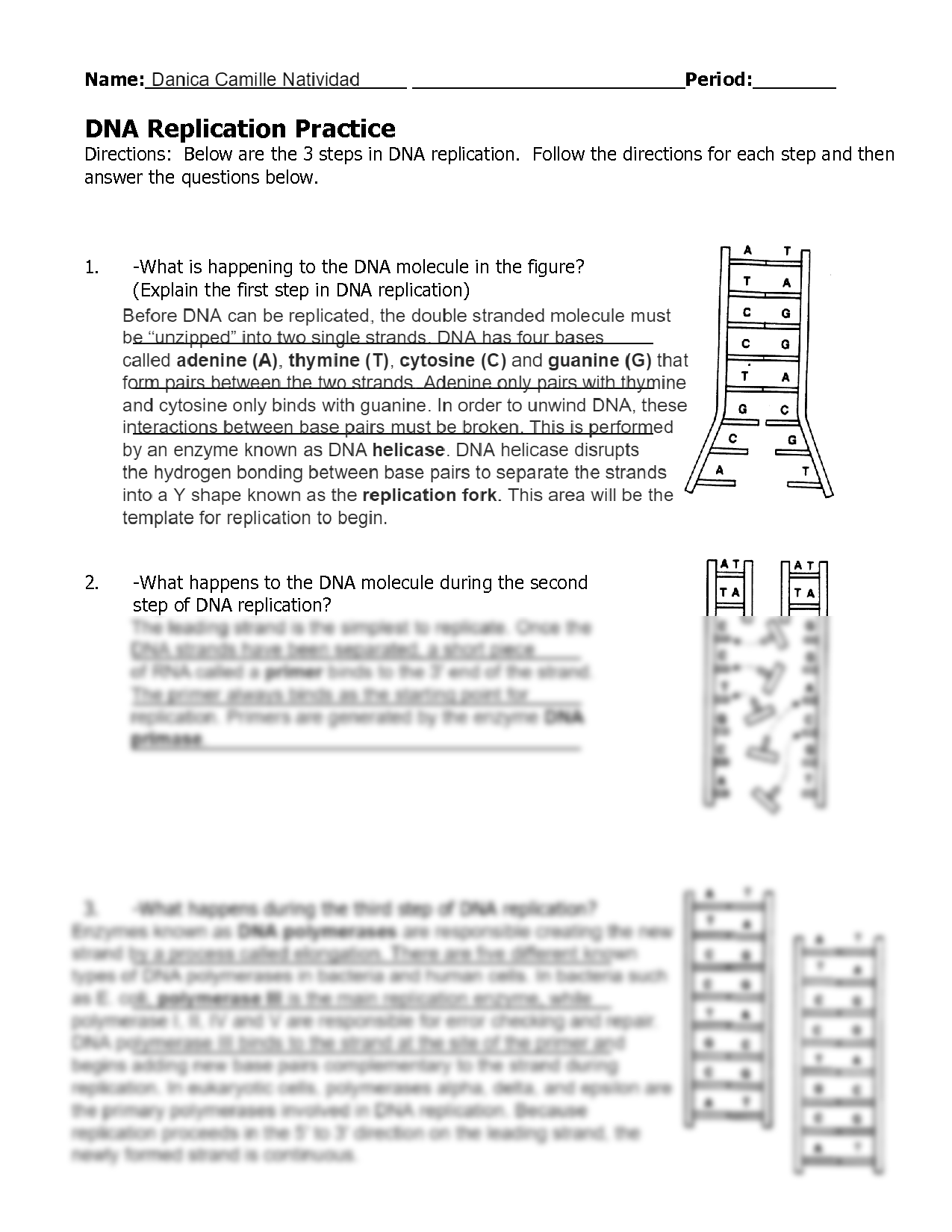 Dna Replication Practice Worksheet Answers Thekidsworksheet