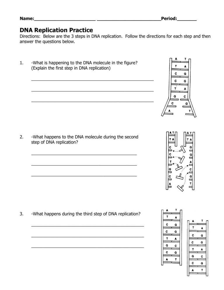 Dna Replication Practice Worksheet Db Excel Com