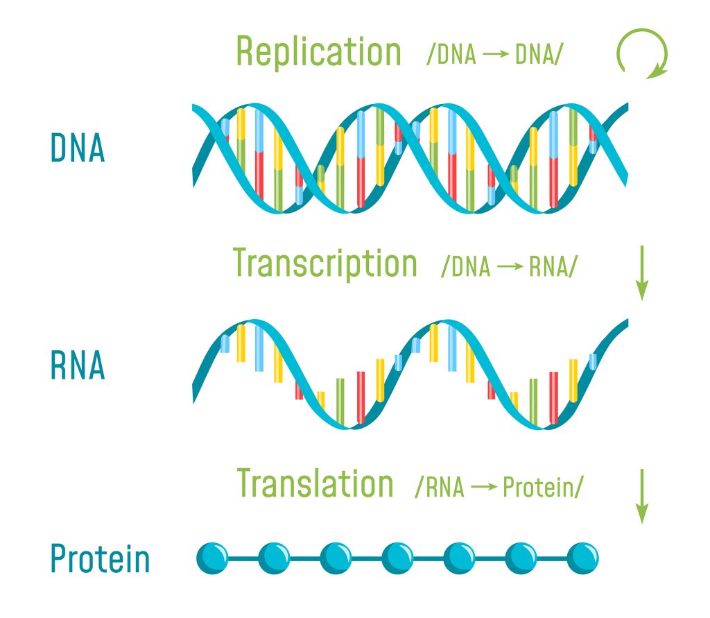 Dna Replication Protein Synthesis Transcription Translation