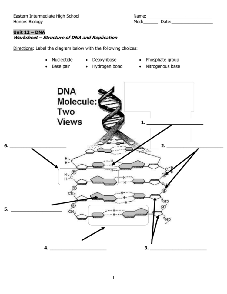 Dna Replication Review Worksheet