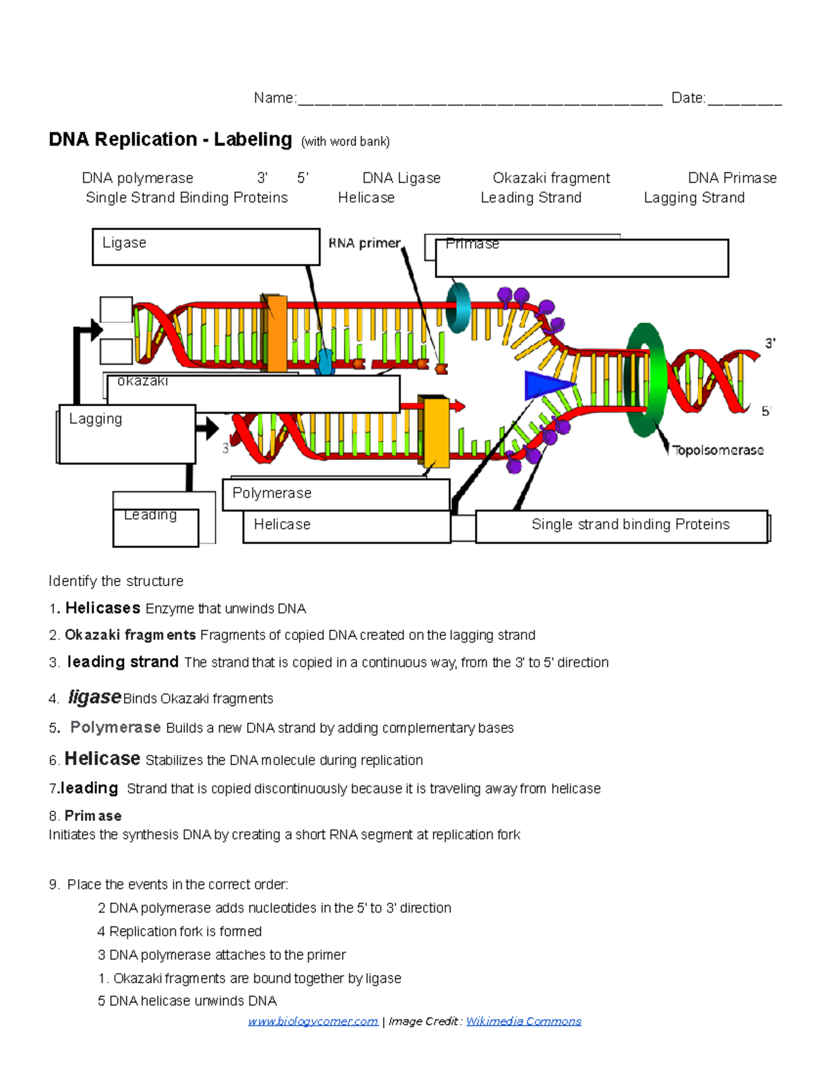 Dna Replication Worksheet Answer Key E Street Light