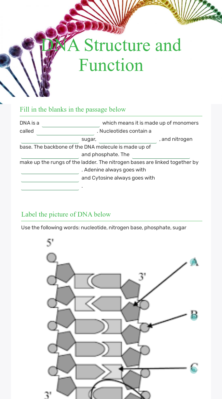 Dna Structure And Function Worksheet