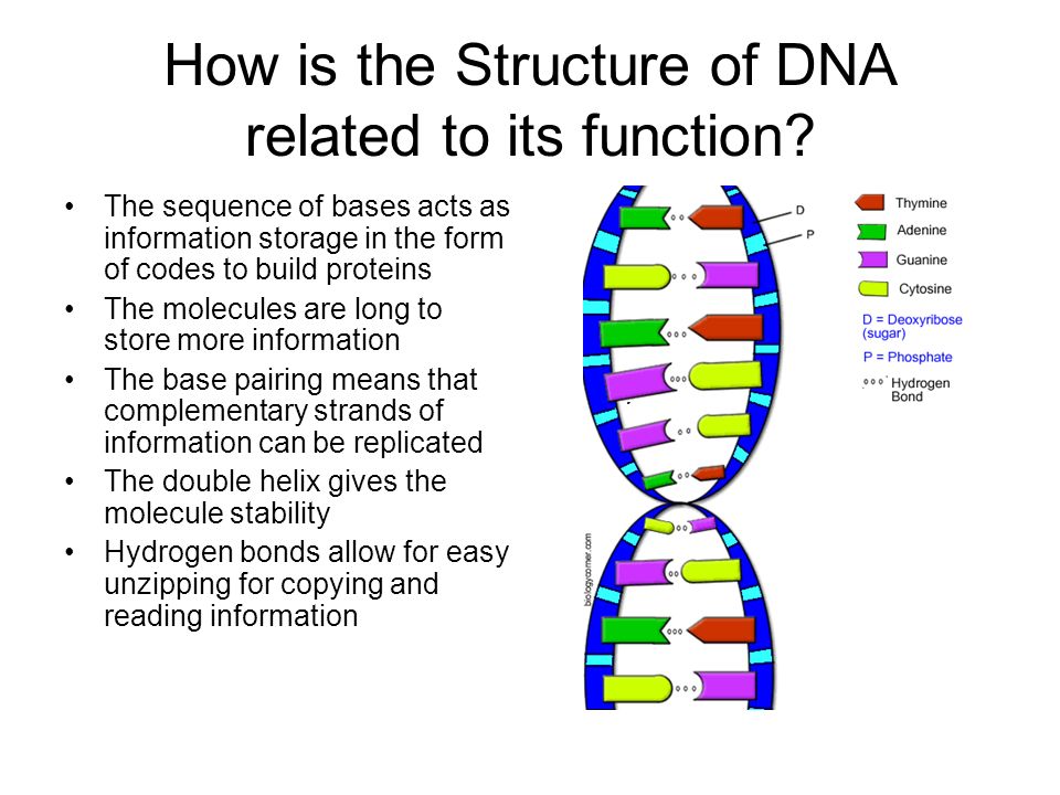 Dna Structure And Function