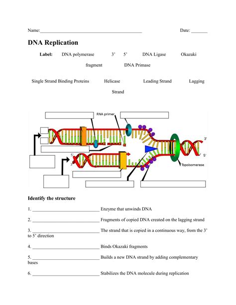 Dna Structure And Replication Worksheet Answer Key Dna Structure And Replication Essay Order