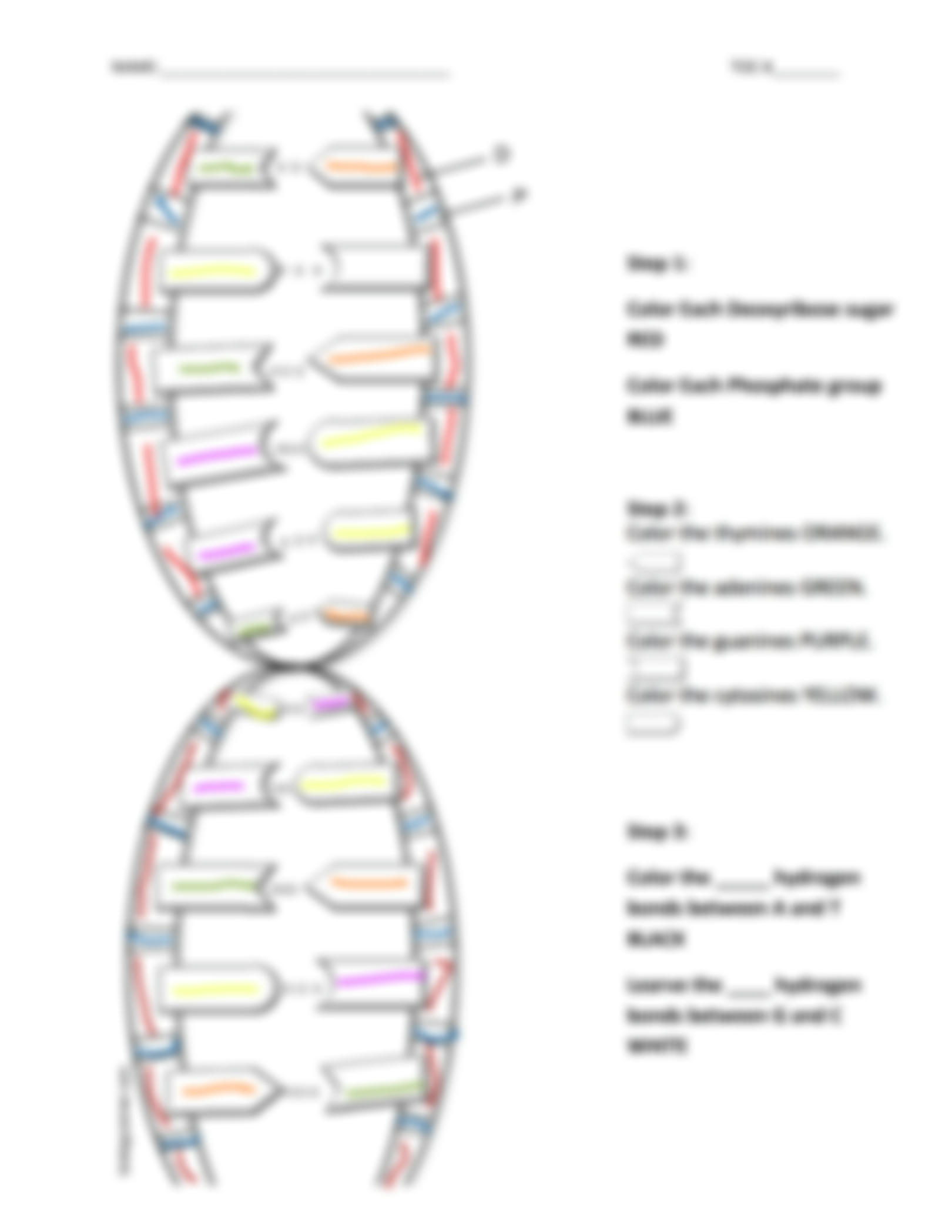 Dna Structure Worksheet Answer Pro Worksheet