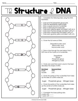 Dna Structure Worksheet Pdf