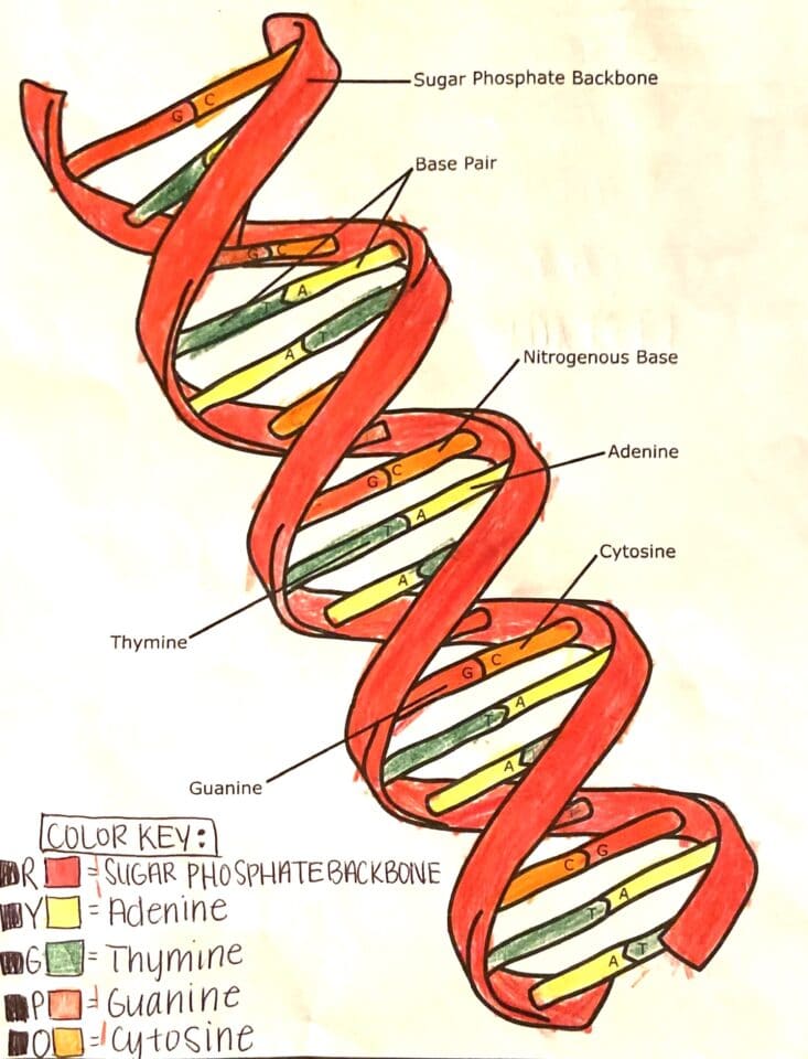 Dna The Double Helix Coloring Worksheet Printable Word Searches