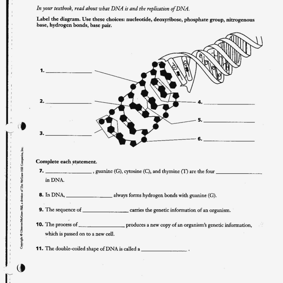 Dna The Molecule Of Heredity Worksheet Answers Worksheets Samples