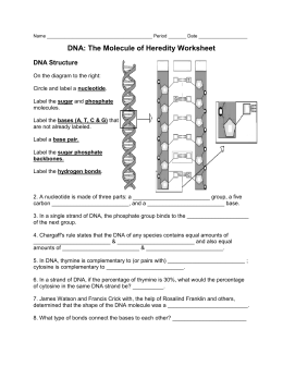 Dna The Molecule Of Heredity Worksheet