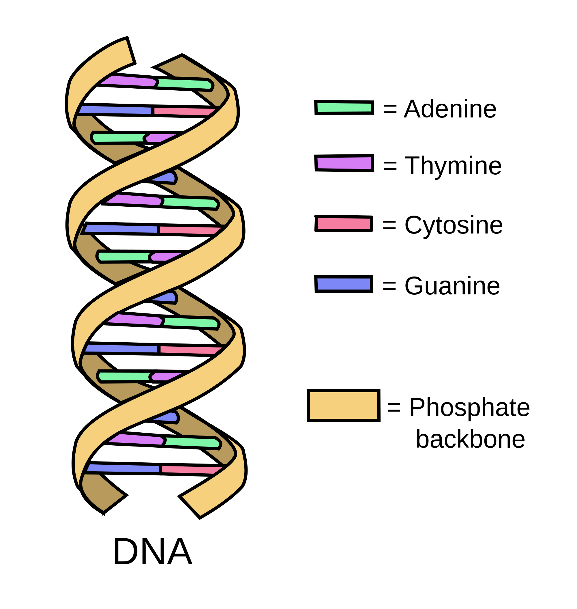 Dna Unit 1 Dna Definition Structure Discovery Dna Unit 1 Dna Structure Function And