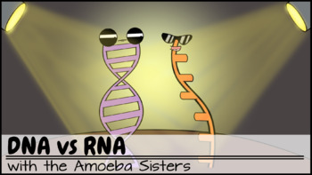 Dna Vs Rna And Protein Synthesis Recap Answer Keys By The Amoeba Sisters