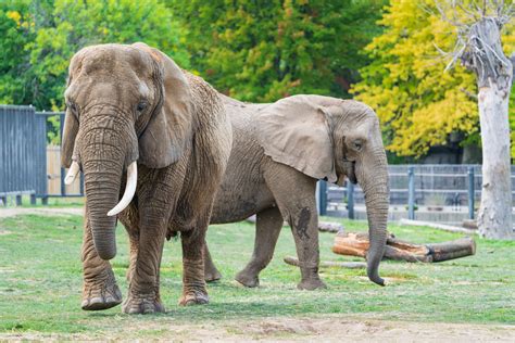 Does Happy The Elephant Deserve The Same Rights As A Human Time