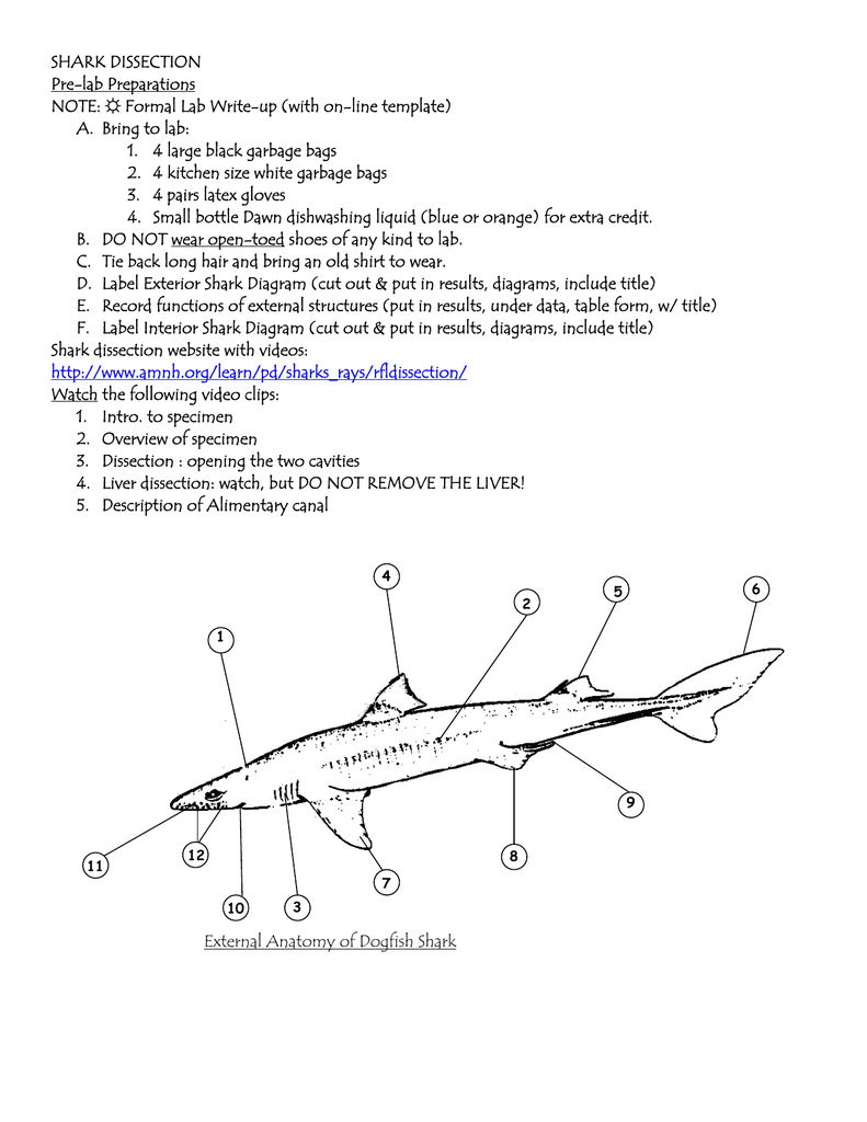 Dogfish Shark Dissection Guide and Worksheet Answers