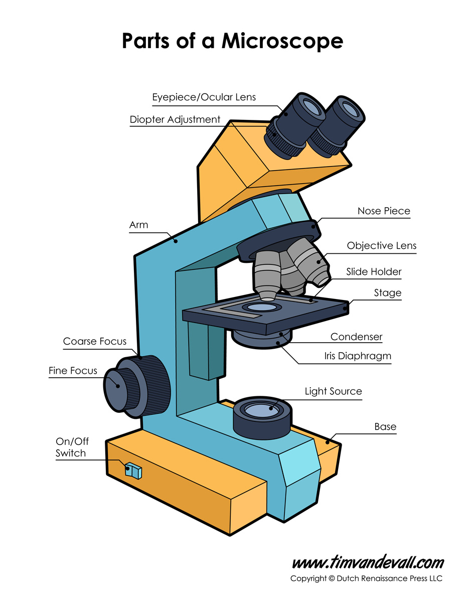 Download Microscope Parts Labeled Worksheet Background Printable Diagram