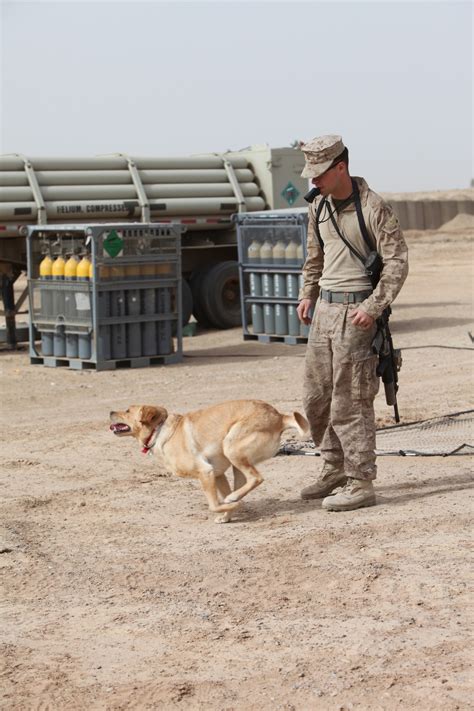 Dvids News Dog Handlers Train Canines Save Marine Lives In Afghanistan