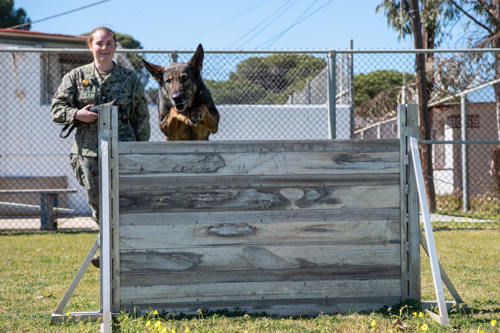 Dvids News Man S Best Friend The Dogs Of Naval Station Rota S Military Working Dog Program