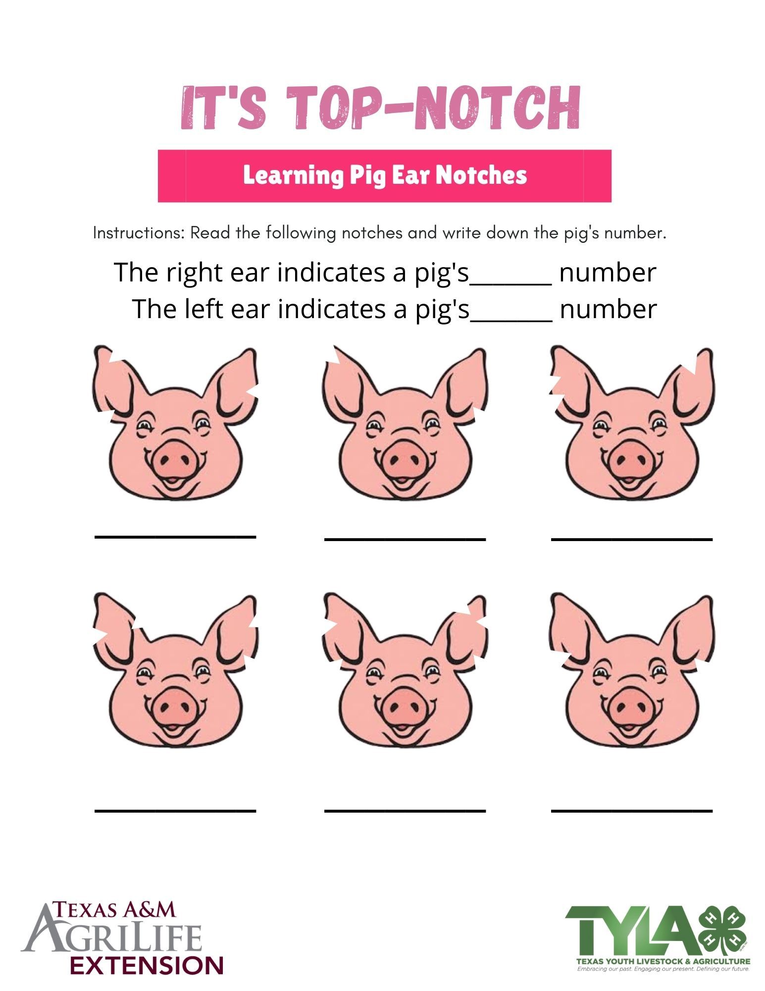 Ear Notching Pigs: Easy Worksheet for Farmers