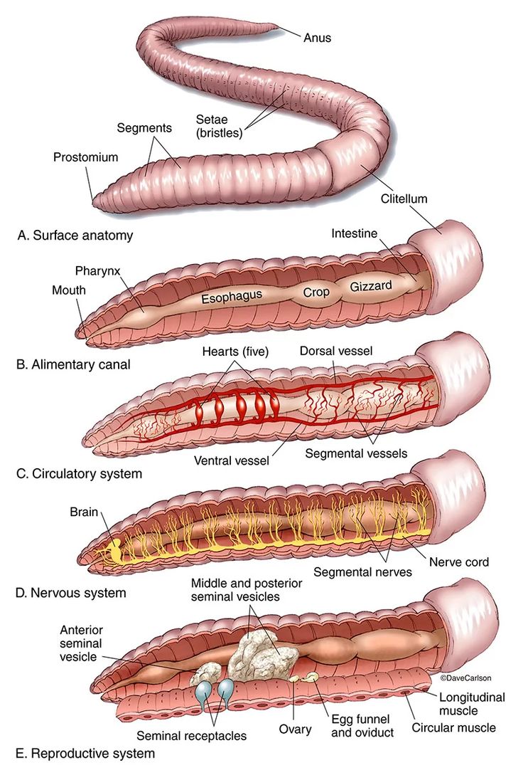 Earthworm Anatomy And Dissection Guide Biology Junction Worksheets