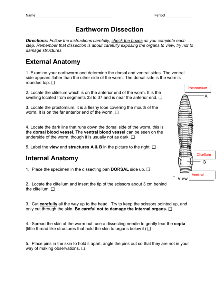 Earthworm Dissection Answers: Worksheet Guide for Students