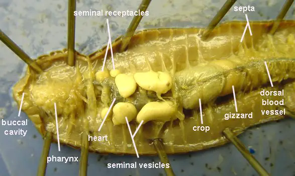 Earthworm Dissection