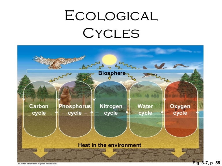 Ecological Cycles