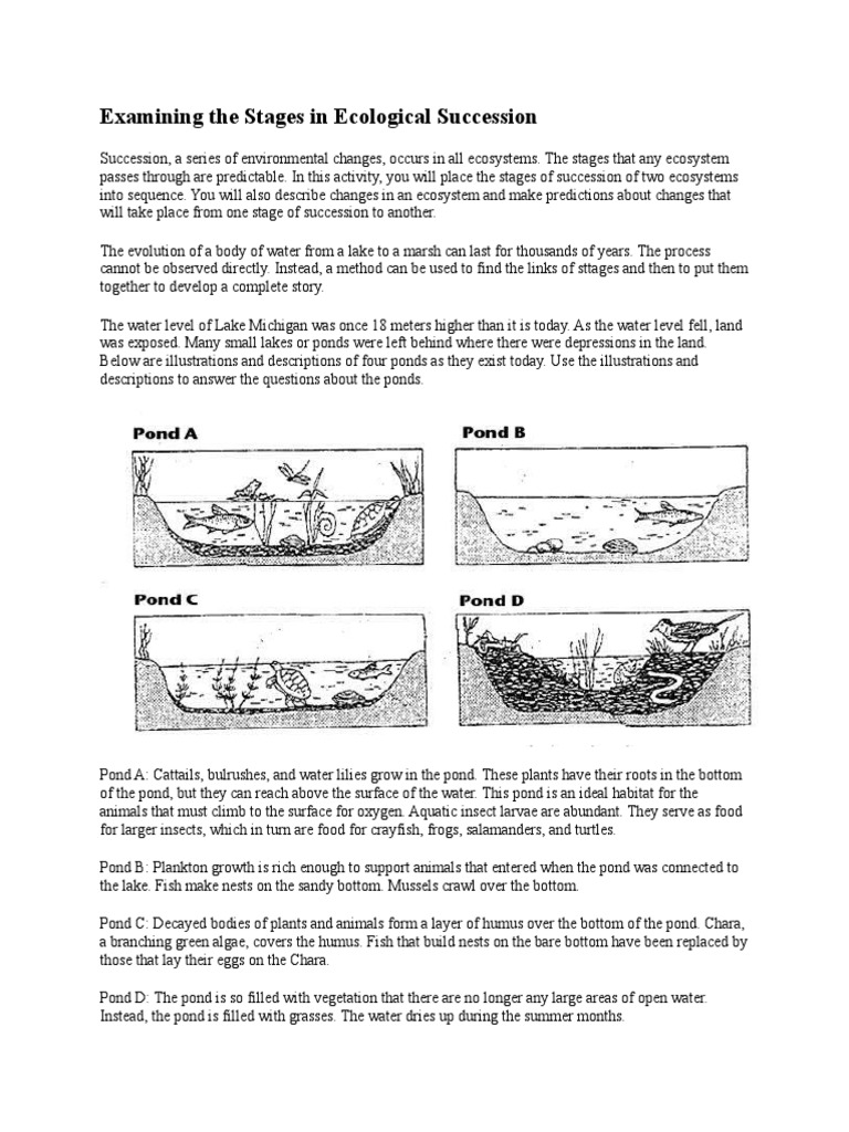 Ecological Succession Worksheet Answer Key Proworksheet My Id