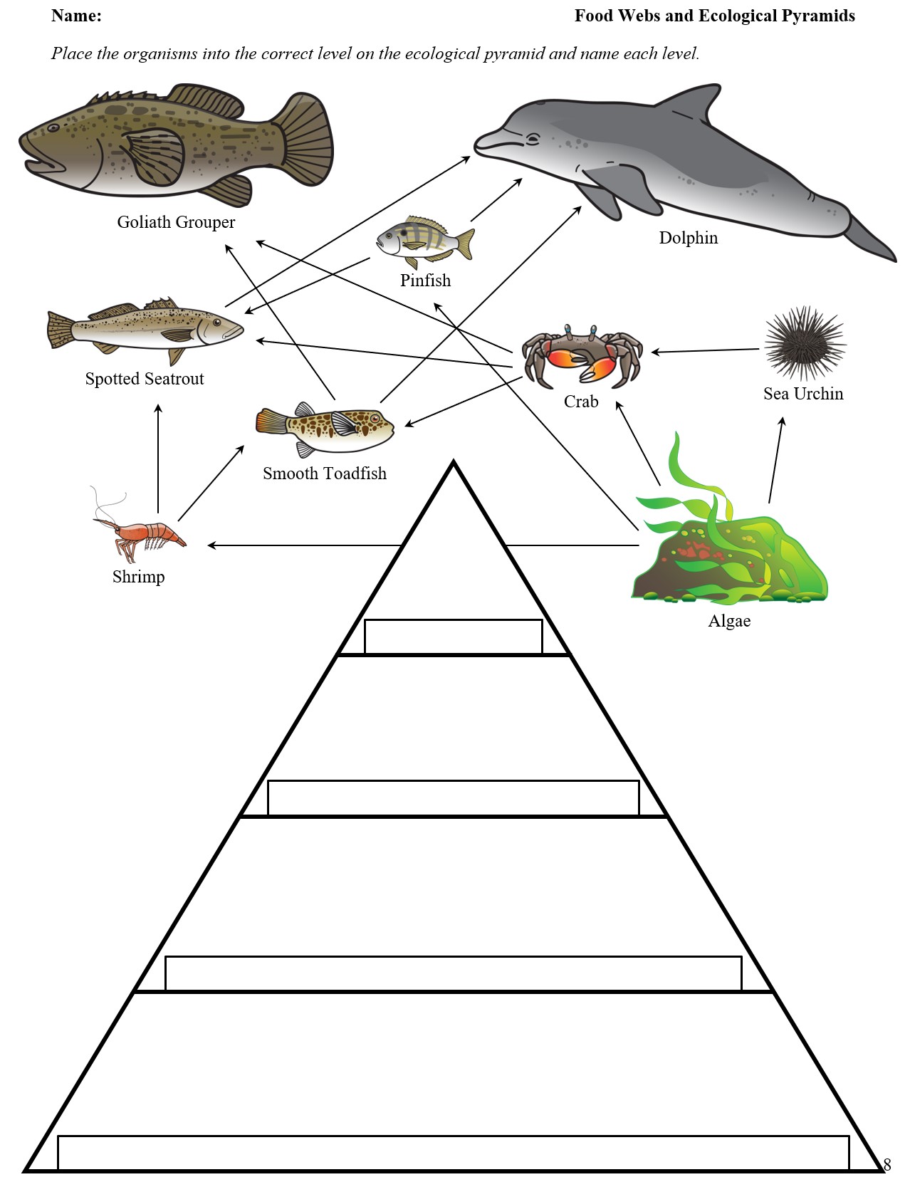 Ecology Food Web And Ecological Pyramids Worksheets Teaching Resources