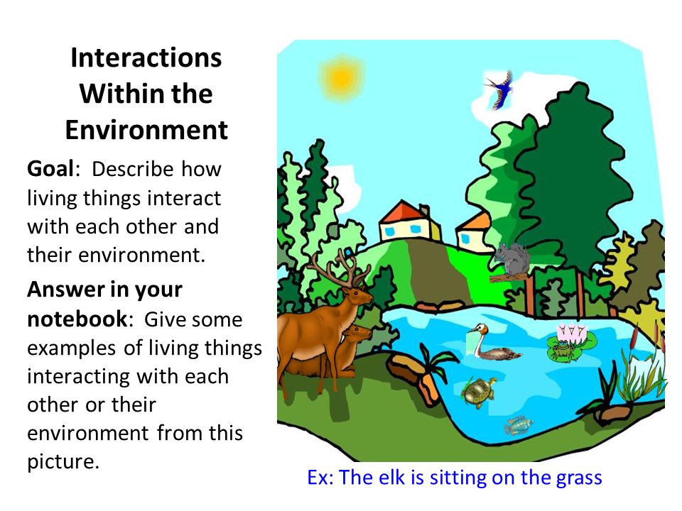 5 Ways to Master Ecology Worksheet Answers