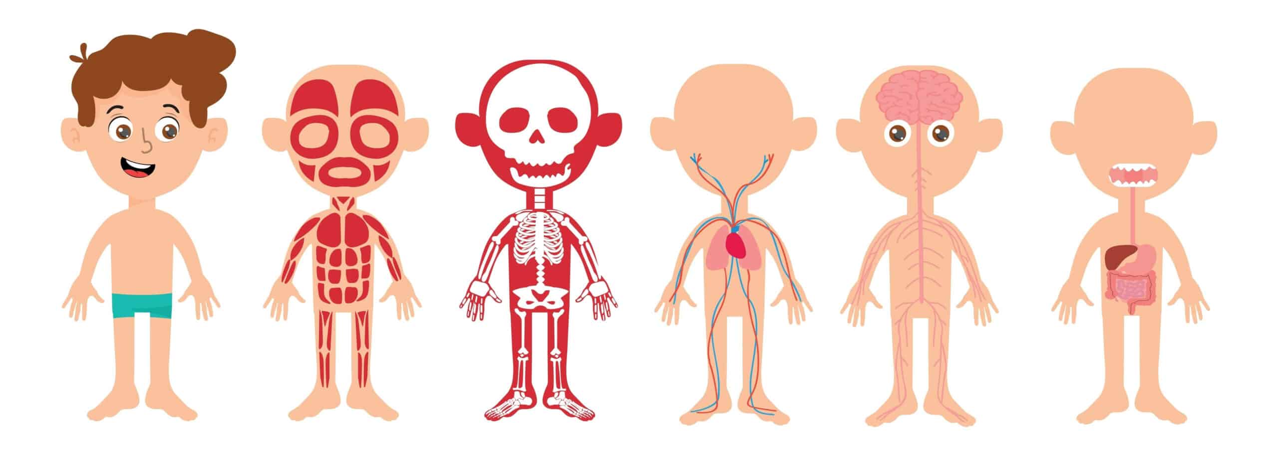 El Cuerpo Humano Y Sus Partes En Espa Ol Con Fotos Parts Of The Body