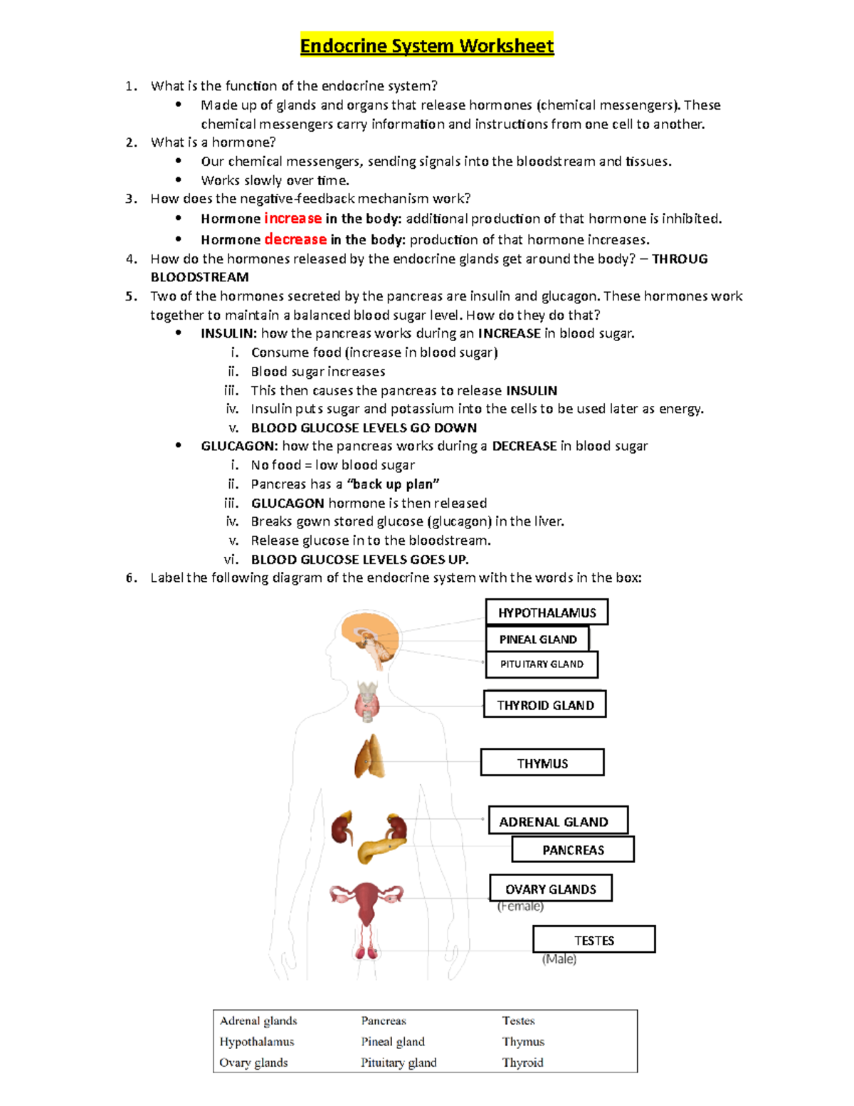 Endocrine System Video Questions Esl Worksheet By Borotraj