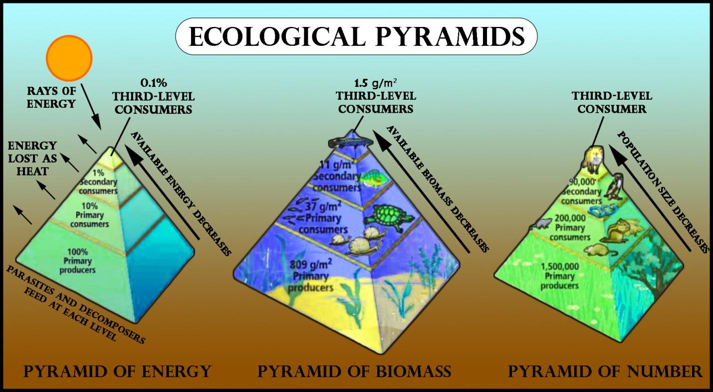 Energy And Ecosystems 5 3 Ecological Pyramids Learning