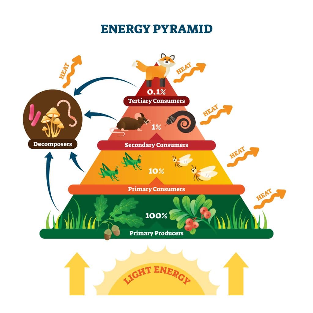 Energy Pyramid Food Chain Examples