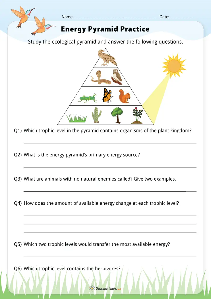 Energy Pyramid Worksheet Answer Key Printable Word Searches