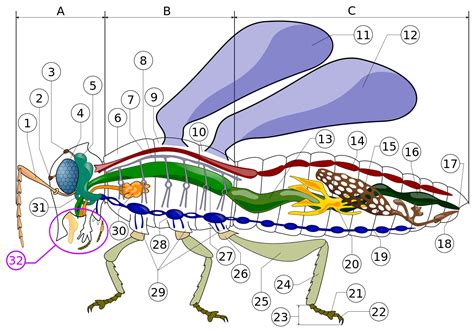 Entomology Educational Resources Entomology And Plant Pathology University Of Arkansas