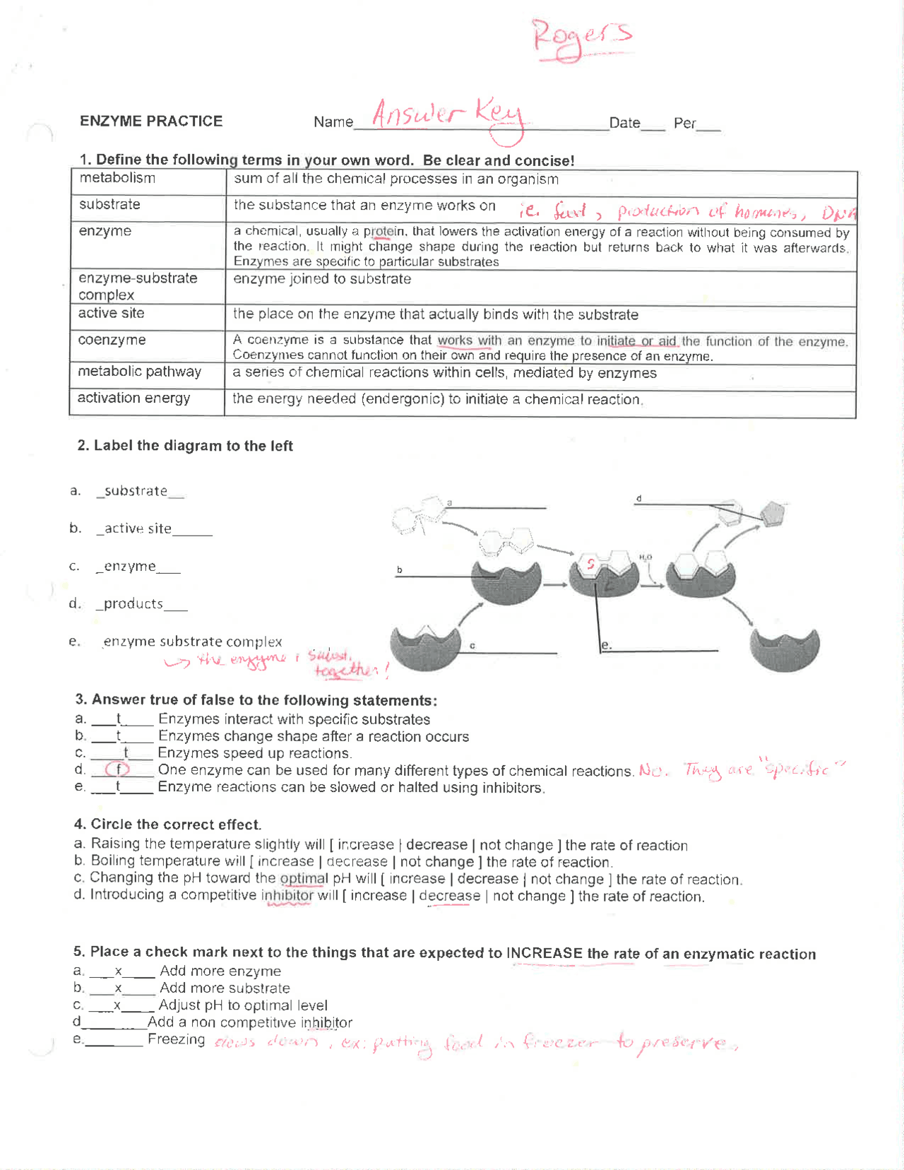 Enzyme Practice Worksheet With Key Exercises Biochemistry Docsity