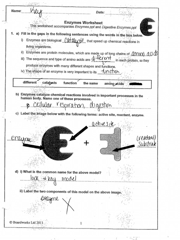 Enzyme Reactions Worksheet Answer Key Ame My Id