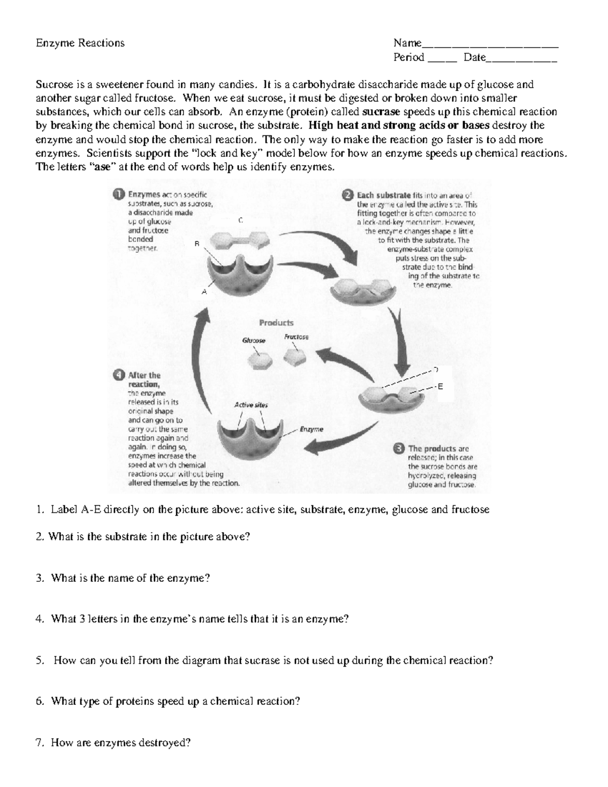 Enzyme Reactions: Simple Worksheet to Understand Biochemistry Basics