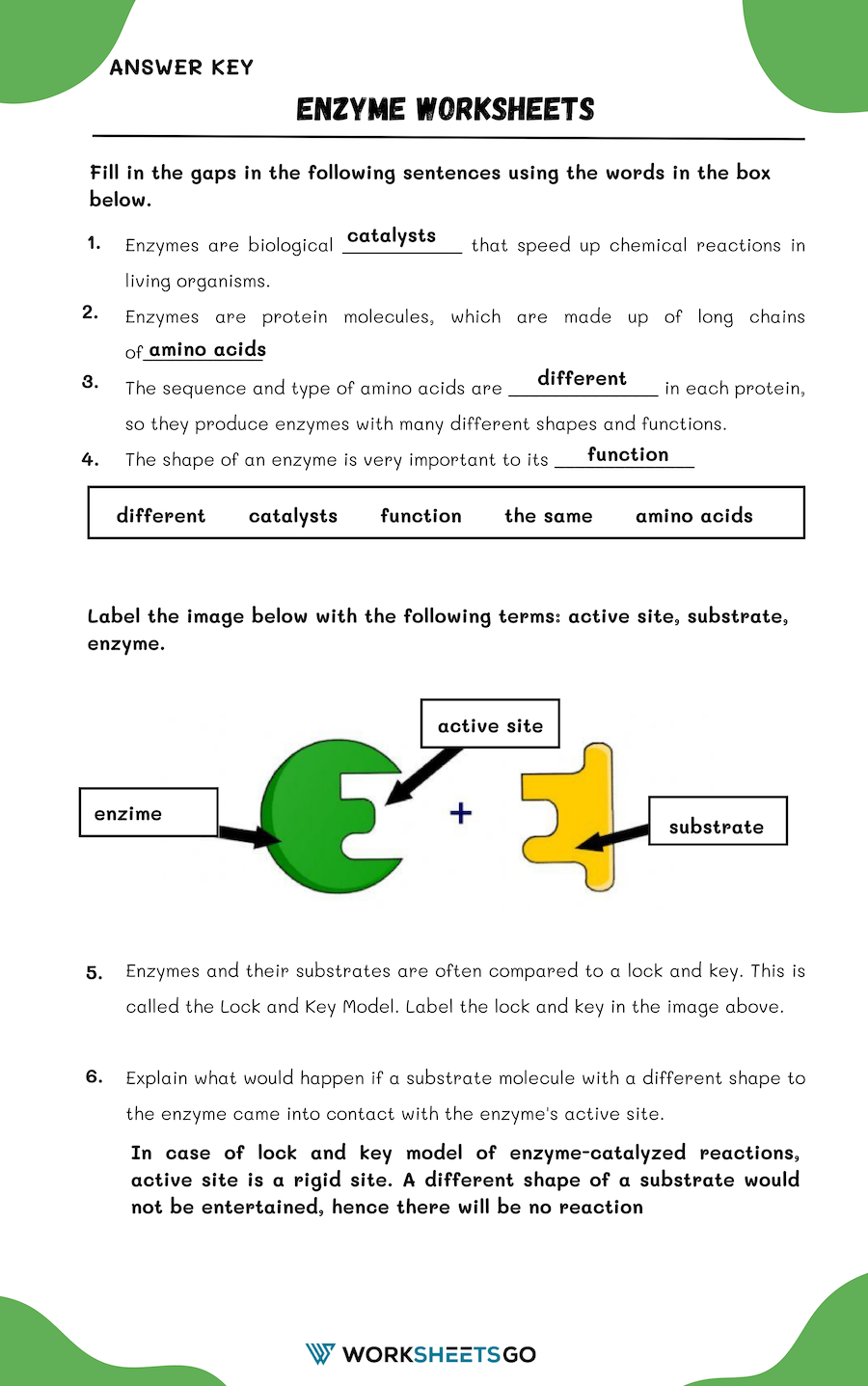 Enzyme Worksheet Answer Key Db Excel Com