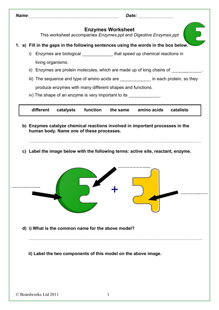 Enzyme Worksheet Answers: Quick Guide for Students