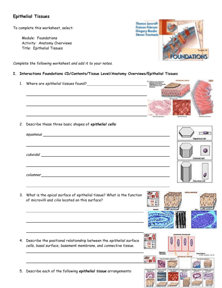 5 Essential Facts About Epithelial Tissue Worksheet Answers