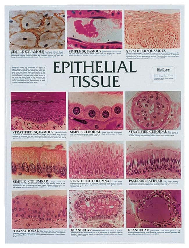 Epithelial Tissue Worksheets Pdf Printable Worksheets