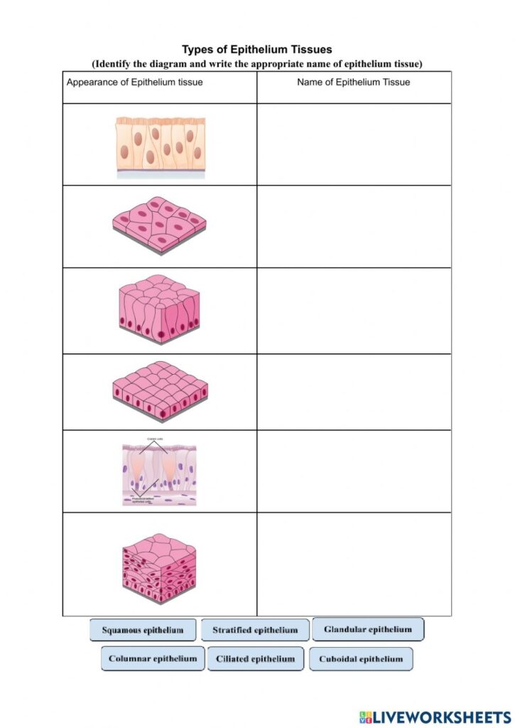 Epithelial Tissues Worksheet Types Functions And Locations Course Hero