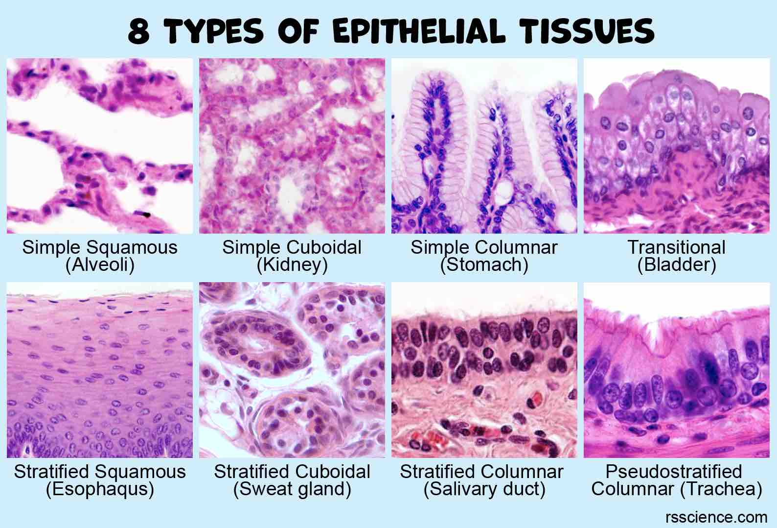 Epithelium Key Epithelialtissue 1 2 3 4 5 6 7 8